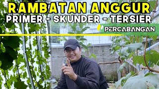 HEMAT TEMPAT!! Cara Setting Rambatan Anggur Dengan Mudah - Tipe Tipe Rambatan Pohon Anggur