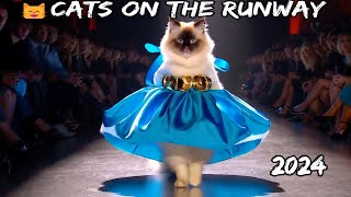 😸CATS ON THE RUNWAY: BEST SHOW OF 2024!