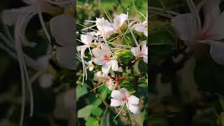 Dhokha Arijit Singh | Nature Short | Beautiful Flowers