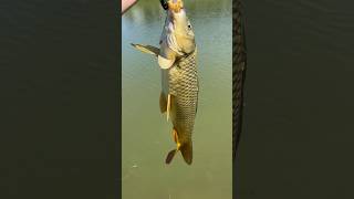 Nice 4.8 lb carp