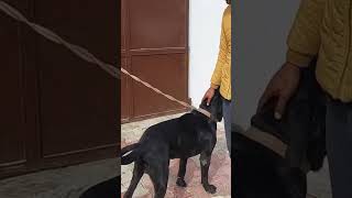 Exotic Cane Corso in Haryana || #chopkvlogs #ritikdogkennel #canecorso #dogoargentino #gsdpuppy