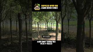 이론적으로 생각한 만큼 손실에 대처하기가 어렵다 | 나무대장🌳 나무농사의 모든것