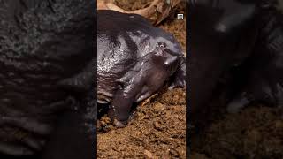 Quick Purple Frog Facts - The Donut in the Dirt - Animal a Day #shorts #animals