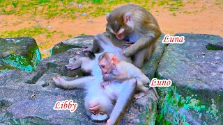 Unbelievable! Baby Luno dares to steal Libby milk from pregnant for a while