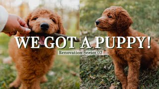 RENOVATIONS EPISODE 2 + A NEW PUPPY