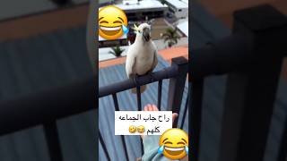 شخص اطعم طير الكوكاتو وه شوفو وش صار 😂😂