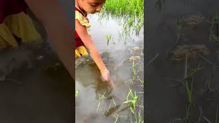 Amazing hand Fishing #fishing #fishingtechniques #fish #handfish #handfishing #cute