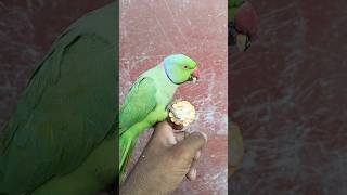 #new।#parrot ।#viral ।#trending ।#youtubeshorts ।#video ।#nature ।#parrots ।#shorts ।#subscribe ।#3m