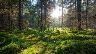 Německé dokumentární filmy na LSFF 2017