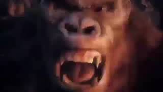 gorilla