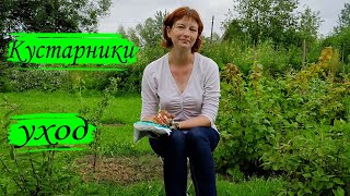 Ягодные кустарники. Уход после плодоношения.