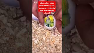 Muhabbet kuşu  yavrusu sıkıştığı yumurtadan böye çıkarıldı