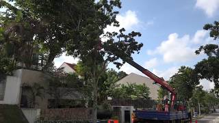 Are they saving the tree from the strangling fig?