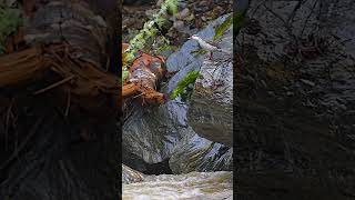 Torrent duck #birds #ecuador #nature #wildlifephotography