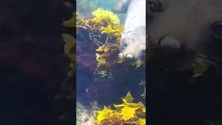 Face to face with a seal #seal #snorkelling #snorkeling #gopro #ocean #travel #underthesea