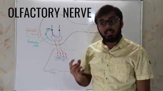 OLFACTORY NERVE | NEUROLOGY