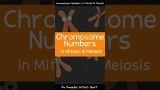 Chromosome Numbers in Mitosis & Meiosis - Amoeba Sisters #Shorts