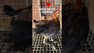 Pure darag native chicken cockerel #shorts #shortvideo  #short #nativechicken #growyourownfood