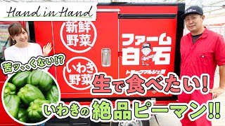 【夏野菜】苦ッ、、くない！？生で食べたい！いわきの絶品ピーマン！！８代目農家・自慢の野菜作り！