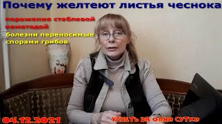 04.12.2021 Лечение чеснока🧄 Как мы спасали наш чеснок без химии и получили замечательный урожай.