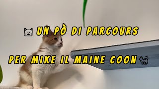 😺😺Un pò di parcours per Mike il Maine Coon🐈#shorts #mainecoon #mainecoonkittens #mainecoonlife