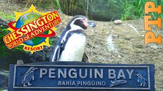 Penguin Bay