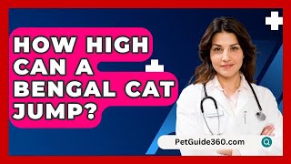 How High Can A Bengal Cat Jump? - PetGuide360.com