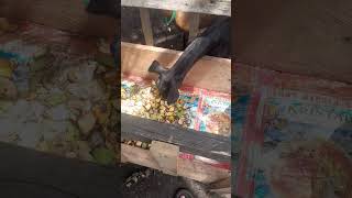 ENAK!!! Rasanya Kulit Pisang Buat Kambing || KOMPAK TARAKANI