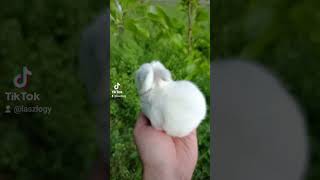 #shortvideo #shorts #rabbit