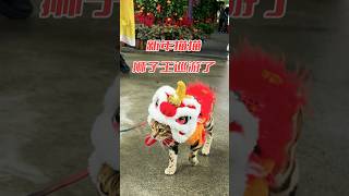 新年偶遇戴狮子头的猫猫，好像狮王巡游｜cat wearing lion head  #生活 #life #singapore #新加坡