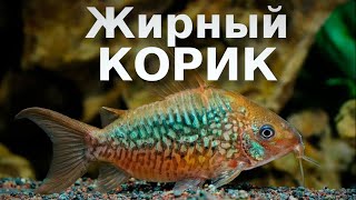 Самый большой корик - Коридорас пантаналенсис