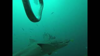 Shark Dive Fiji