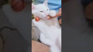 Video kucing lucu yang pernah ada 🐱bagian 4 #shorts #kucinglucuucing#nakkucing#lucu