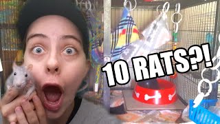 How To Clean Your Pet Rats Cage!