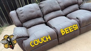 A beehive in a couch, Leander Tx