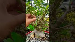 ADENIUM CABANG 100 #shorts