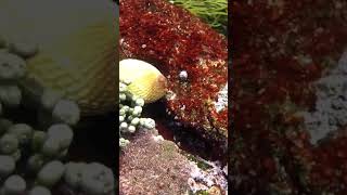 starfish hunting Abalone.