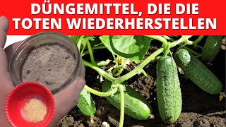 Dünger, Der Tote Gurken Wiederbelebt!!! Hefe & Asche Dünger #dünger #gurke #auberginen