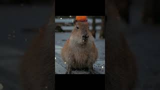 капибара #тихий55 #capybara #рекоминдации #капибара