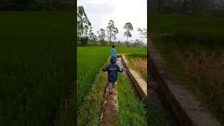 bikin betah suasana pagi di sawah #sawah #shorts #shortsyoutube