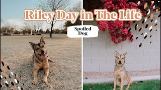 A Day in the Life of My Dog | 2 Year Old Rescue Dog