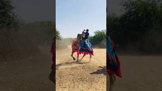 The camel is decorated by Pakistanis #shorts  #shortvideo  #youtubeshorts