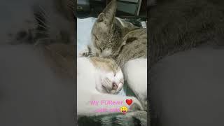 Fureverlove❤️ #catlover #pusa #kucing #shortsvideo #short #shortsfeed #fureverlove #cutecats