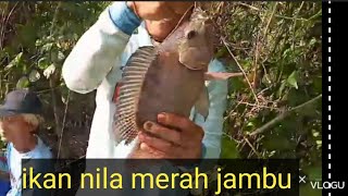 ikan nila di waduk Bajul mati besar besar