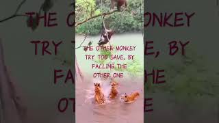 TRUTH OF LIFE #ytshorts #nature #animals #monkey #youtubeshorts