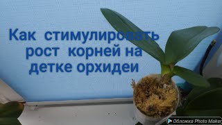 Как сделать горшочек для детки орхидеи. Выманиваем корни.