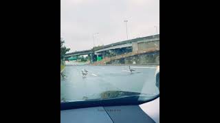 road crossing animals in the rain #shorts #beautifulbirds #fpyシ #gogosinemarath