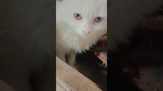 Cute cats funny fight | funny cat videos | funny animal videos #shorts #pets #funny #catvideos