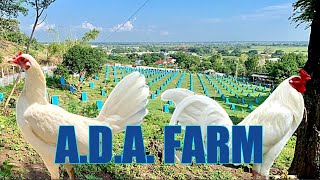 Lets Visit The Farm Of A.D.A. Gamefarm