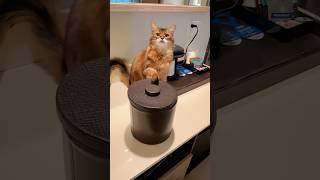 Funny Cat Training - Summer Touches Random Hotel Props #catvideo